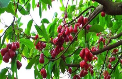 新疆阜康市有哪些特产