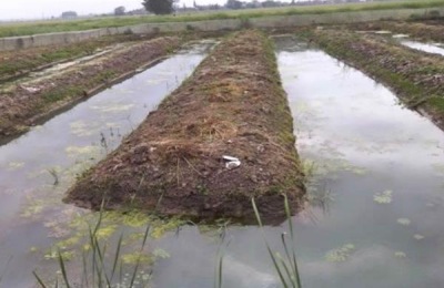 水蛭养殖要求有哪些 水蛭养殖池的建造方法(图解)