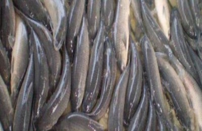 鱼苗的养殖方法有哪些