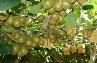 绿心猕猴桃有哪些品种