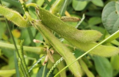 60天早熟大豆品种种植技术,大豆品种有哪些