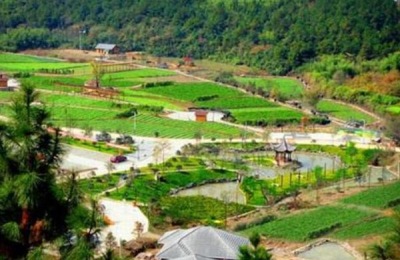 如何种植豆类才能获得高产量？种植时需要注意什么