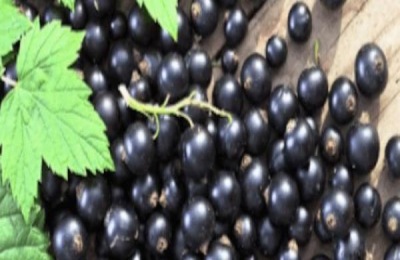 黑龙江地区有哪些特色水果树和特产坚果