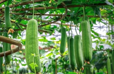 丝瓜一年四季都可以种吗,附种植方法
