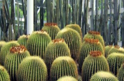 防辐射的室内植物有哪些