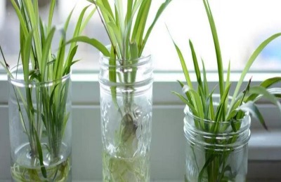 常见的水生绿色植物品种有哪些?它的价格是多少