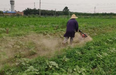 中耕除草的作用是什么,附中耕除草的方法