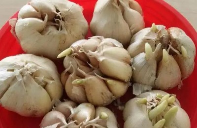 3月份能种大蒜吗,如何种植