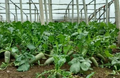 青萝卜种植株距与行距是多少,附青萝卜的种植方法
