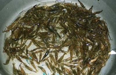 河虾好养吗