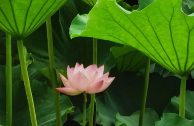 荷花的生长过程,附荷花的生长环境和生长特点