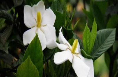 什么是重瓣荷花品种