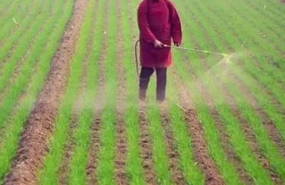 小麦春天打除草剂最佳条件,打除草剂多久下雨不影响效果
