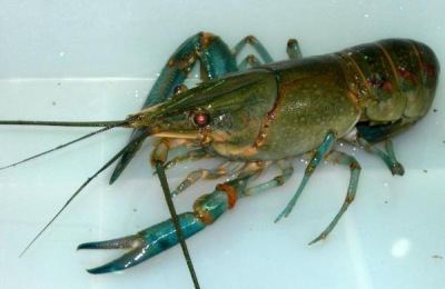 澳洲龙虾养殖技术培训班培训在哪里