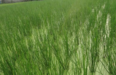 湖北监利市有哪些特产