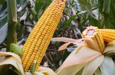 强盛399玉米品种介绍