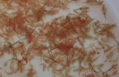 丰年虾孵化超过36小时会死吗,丰年虾孵化完怎么保存