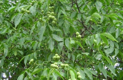 一棵香玲核桃苗多少钱?种植前景如何