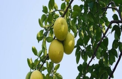 香泡树和香橼树的区别