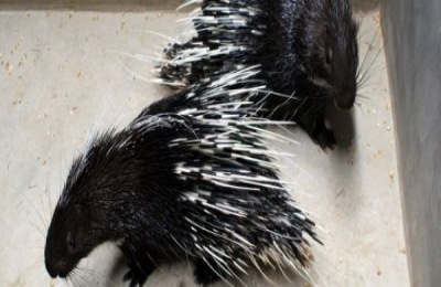 现在养殖豪猪有销路吗