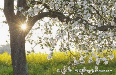 一斤黑钻苹果多少钱？种植前景如何