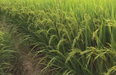 鸿鹏158水稻品种介绍,适合哪里种植,产量如何