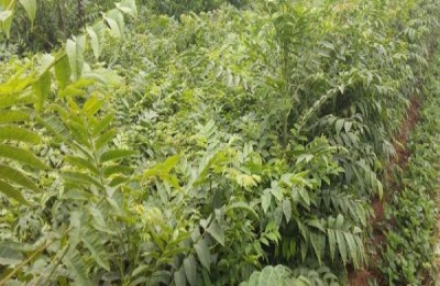 香椿树苗种植技术