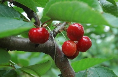 俄罗斯8号樱桃一斤多少钱?种植前景如何