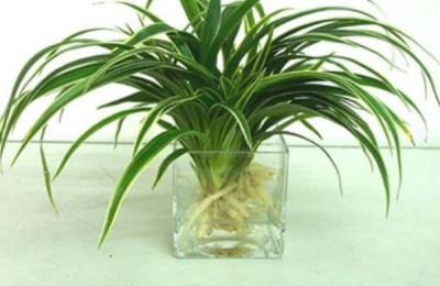 万年青的养殖方法和注意事项是什么