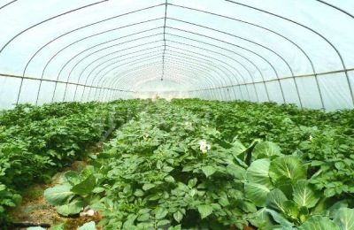 一年温室一年能赚多少钱?温室种什么蔬菜赚钱