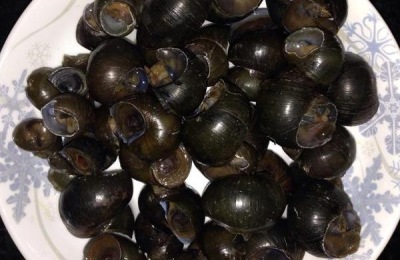 田螺养殖赚钱吗?有什么作用和作用?(附属蜗牛养殖技术)