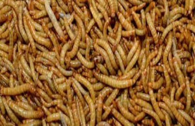 面包虫可以生吃吗