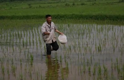 南方水稻一年收割几次,附种植方法