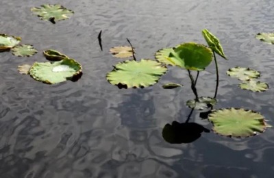 荷花的生长过程,附荷花的生长环境和生长特点