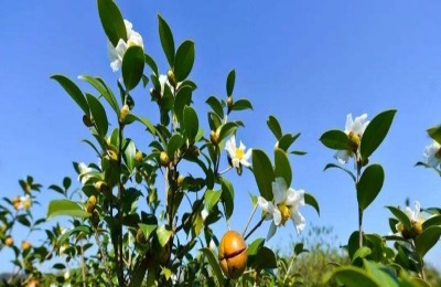 一株油茶树苗多少钱？种植效益如何