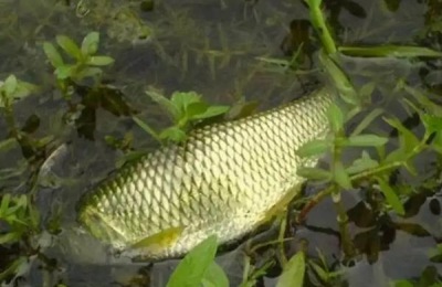 鲫鱼在脏水里能活吗,附养殖方法