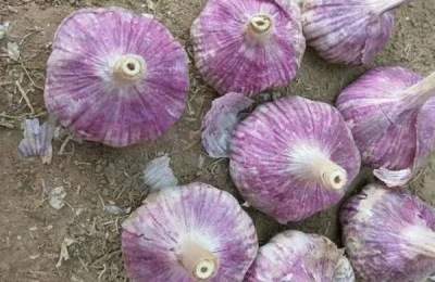 大蒜属于出芽生殖吗,附种植方法