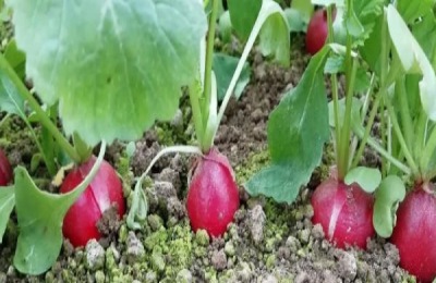 樱桃萝卜的市场价格是多少?种植前景如何?(附种植技术)