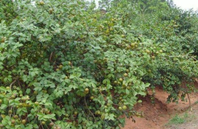 一亩地种多少棵油茶苗？附油茶种植成本及利润分析