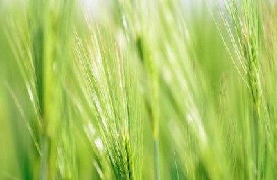 小满节气是什么意思