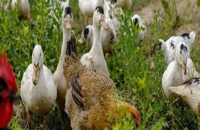 瘟疫康散临床效果和功能