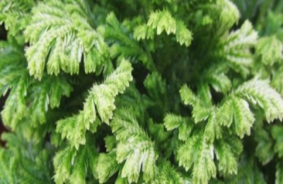 珊瑚蕨与翠云草的区别