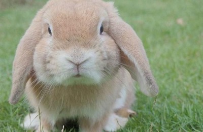 兔子怎么养才能长得快