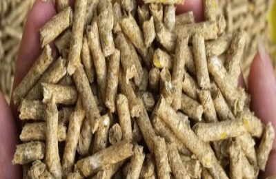 哪里有俄罗斯饲料菜种子？怎样育苗