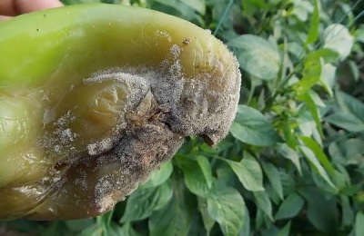 灯笼椒种植技术与管理,如何防治病虫害