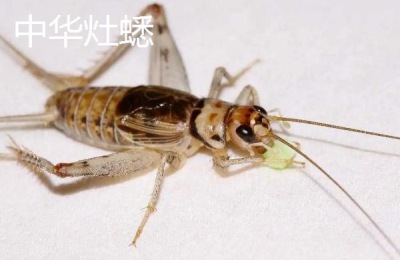 蟋蟀种类,油蛉与蟋蟀的区别