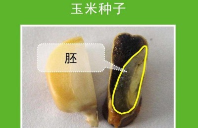 玉米种子发芽的最低温度是多少度,玉米种子的胚包括哪几个部分