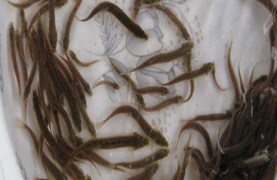 泥鳅怎么养？泥鳅科学养殖要点