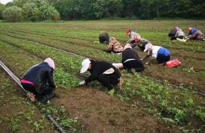 白鲜皮一亩地多少种子,附种植方法