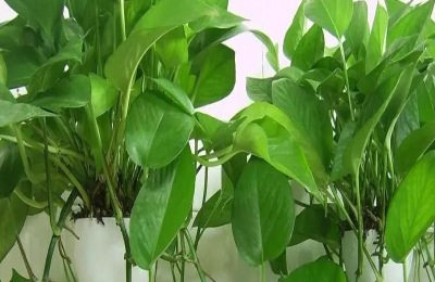 绿萝常见的品种有哪些